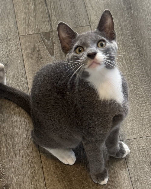 picture of the cat needing adoption