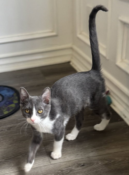 picture of the cat needing adoption