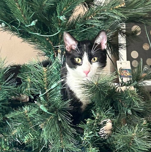 picture of the cat needing adoption