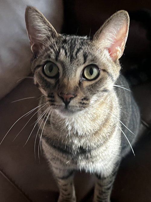 Anakin, an adoptable Domestic Short Hair in Seal Beach, CA