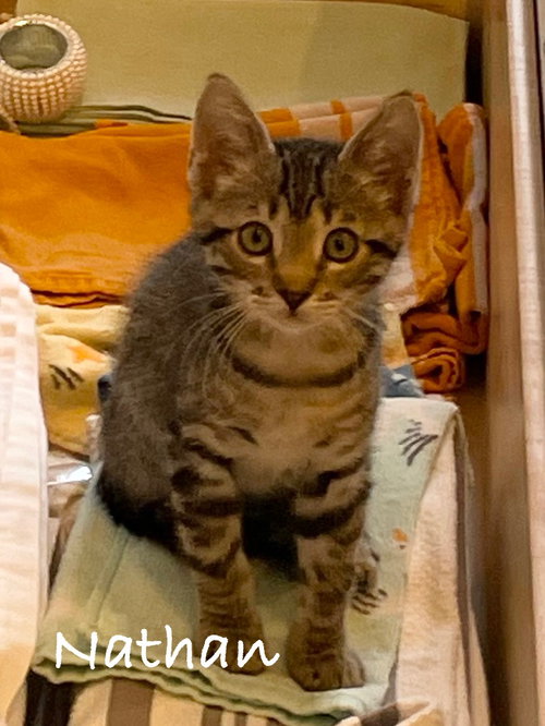 picture of the cat needing adoption