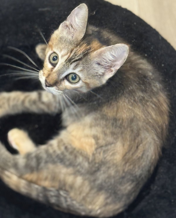 Rosie