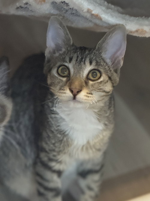 picture of the cat needing adoption