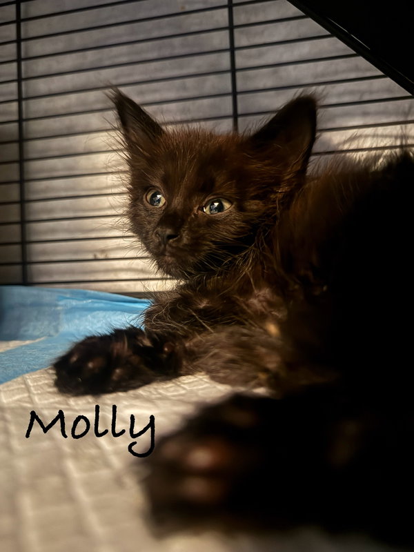 Molly