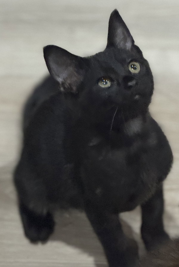 Bean