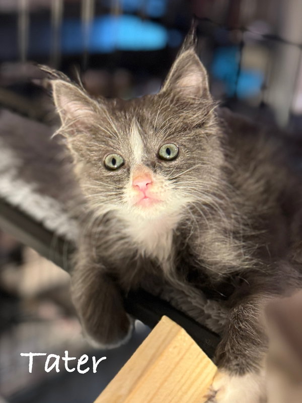Tater