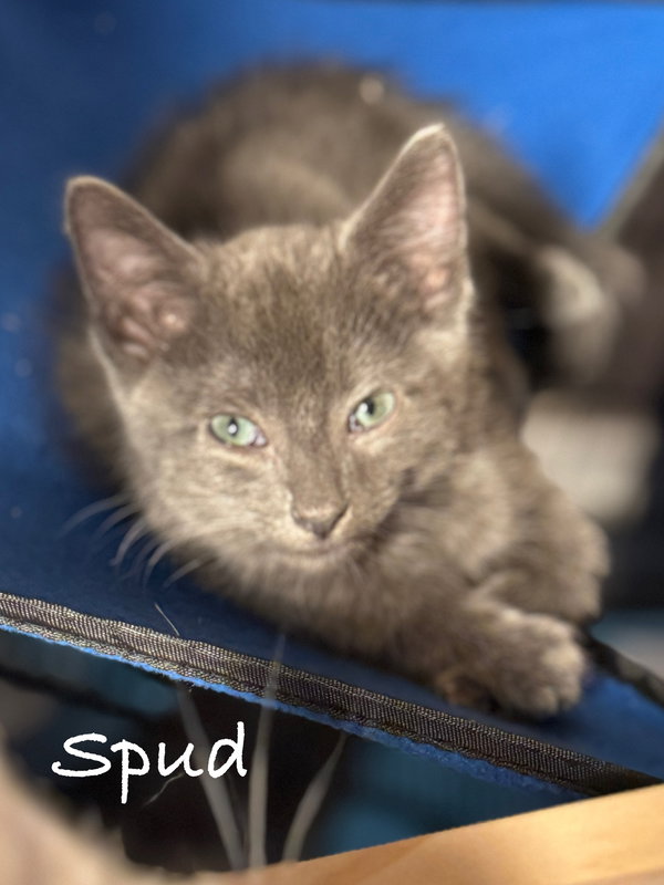 Spud