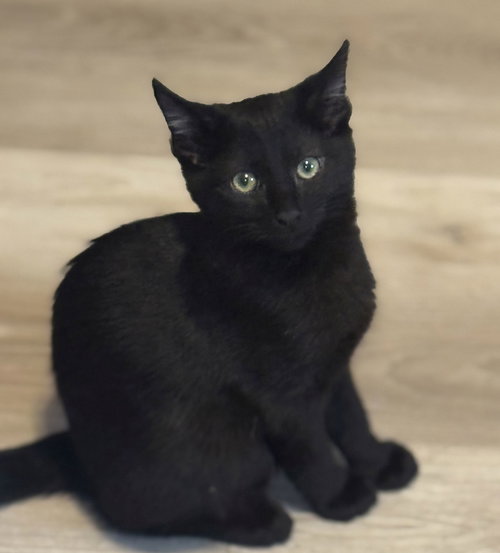 picture of the cat needing adoption