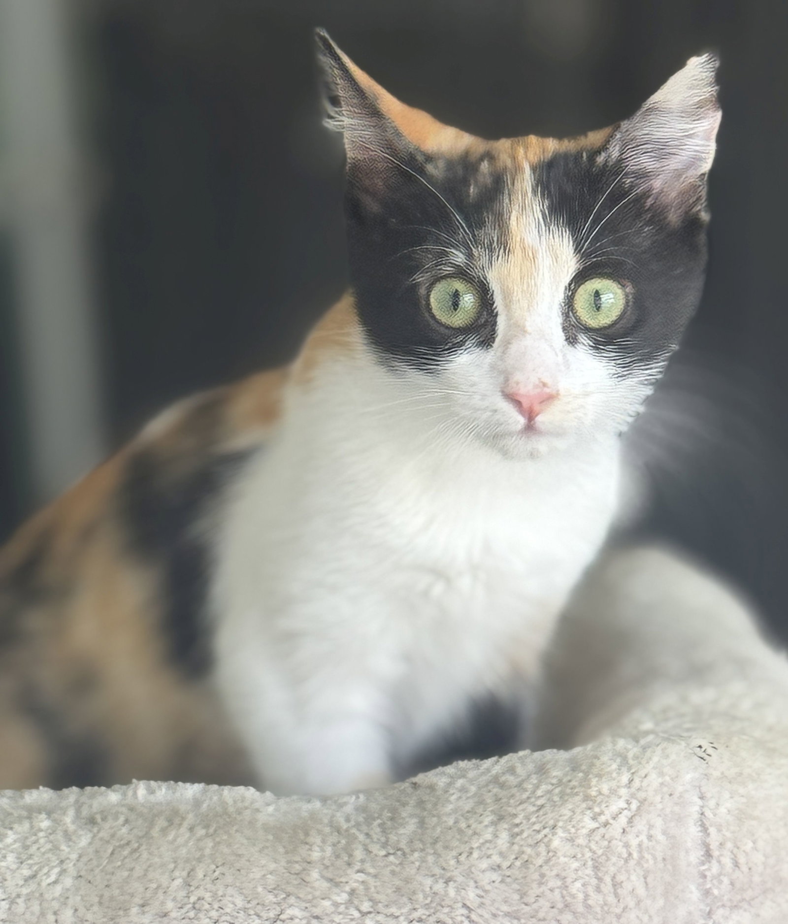 Gingersnuggle Image