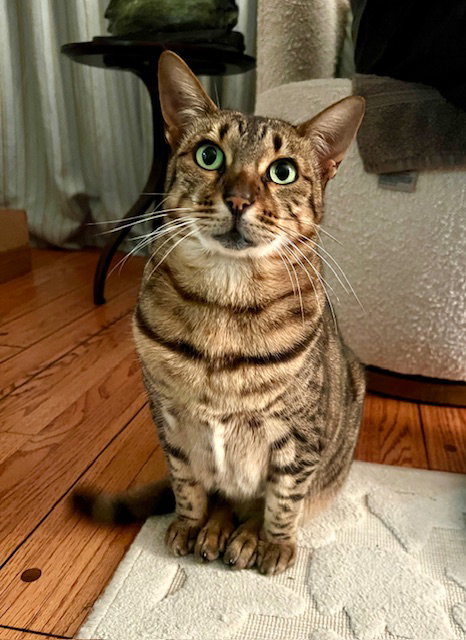 Meeka
