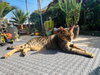 Meeka - Photo 2