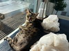 Meeka - Photo 3