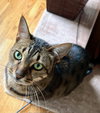 Meeka - Photo 4