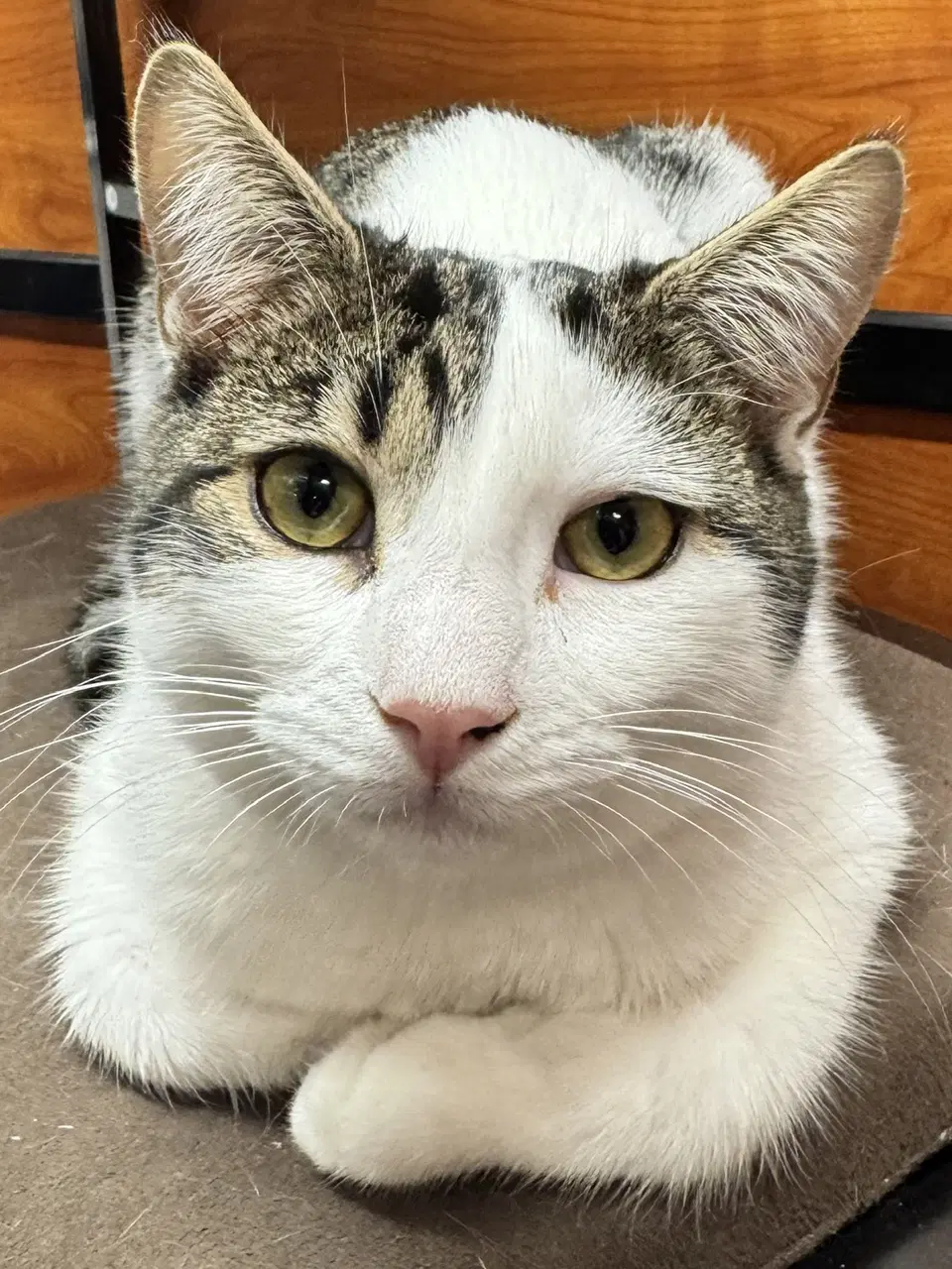 Jimmy - Domestic Short Hair