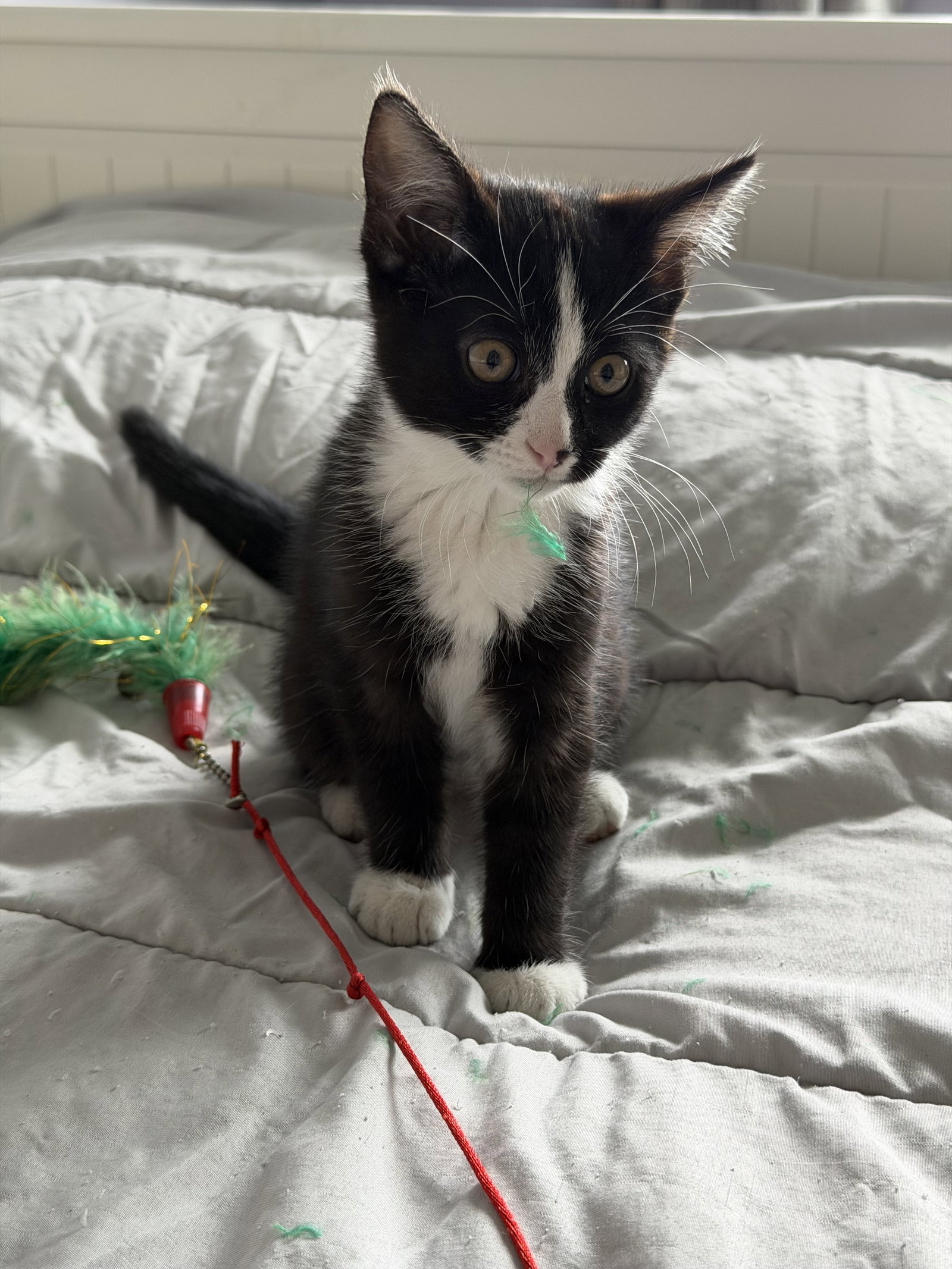 Simon