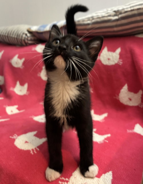 Bender, an adoptable Domestic Short Hair in Seal Beach, CA