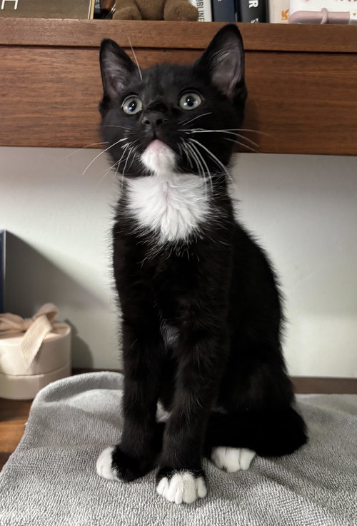 Fry, an adoptable Domestic Short Hair in Seal Beach, CA