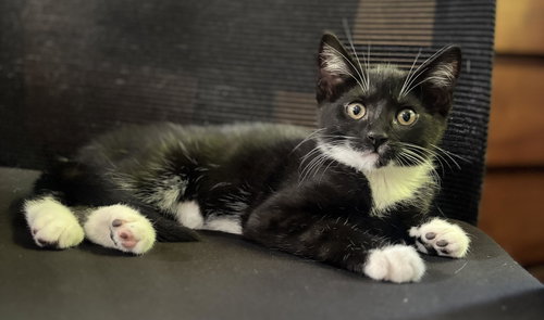 Leela, an adoptable Domestic Short Hair in Seal Beach, CA