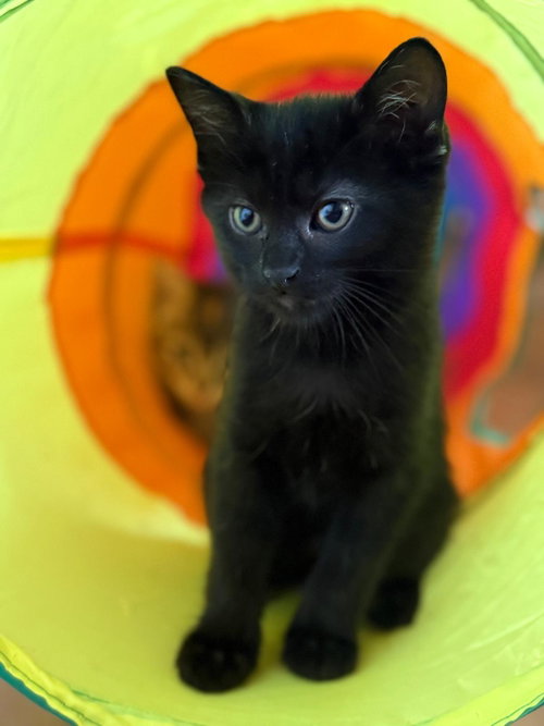 Cinder, Baby Domestic Short Hair (short coat), cat for adoption in Paramount, California