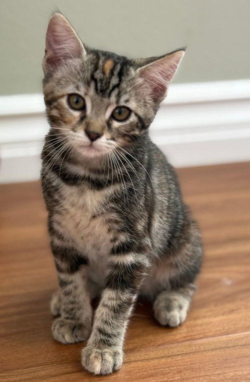 Allie, Baby Domestic Short Hair (short coat), cat for adoption in Paramount, California