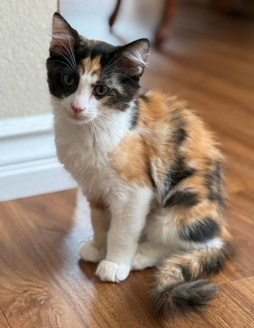 Jasmine, Baby Domestic Short Hair (short coat), cat for adoption in Paramount, California
