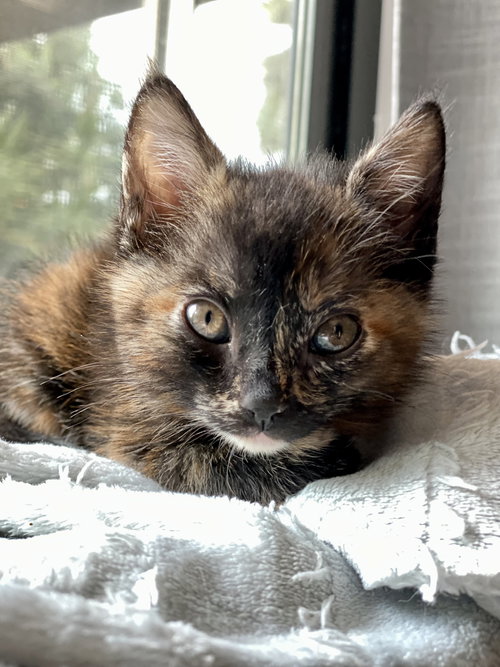 Lima, Baby Domestic Short Hair (short coat), cat for adoption in Westminster, California