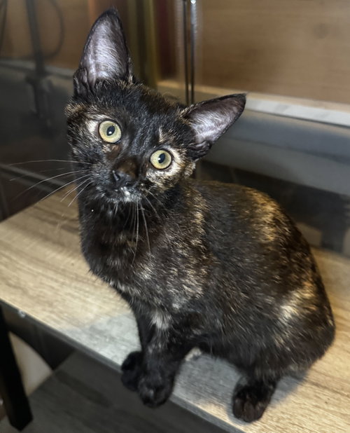Brenna, an adoptable Tortoiseshell in Seal Beach, CA