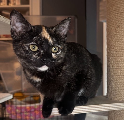 Bridget, Baby Tortoiseshell / Domestic Short Hair (short coat), cat for adoption in La Puente, California