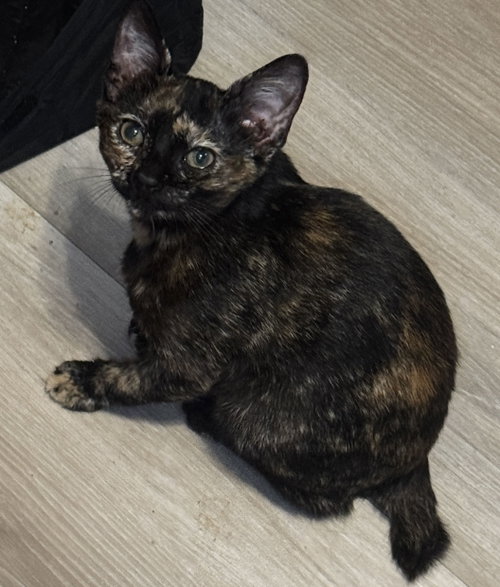 Brandy, Baby Tortoiseshell / Domestic Short Hair (short coat), cat for adoption in La Puente, California