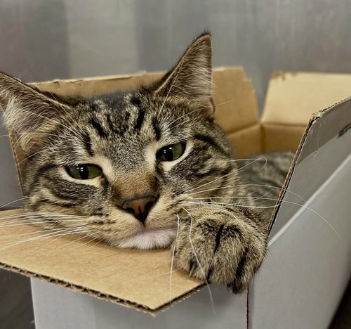 Lucky, Young Tabby / Mixed (short coat), cat for adoption in Westminster, California