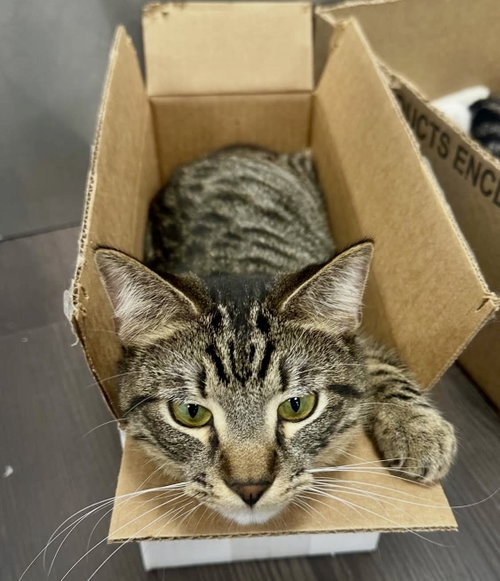 LUCKY - Tabby available for adoption