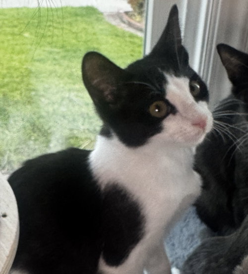 Moxley, an adoptable Domestic Short Hair in Seal Beach, CA