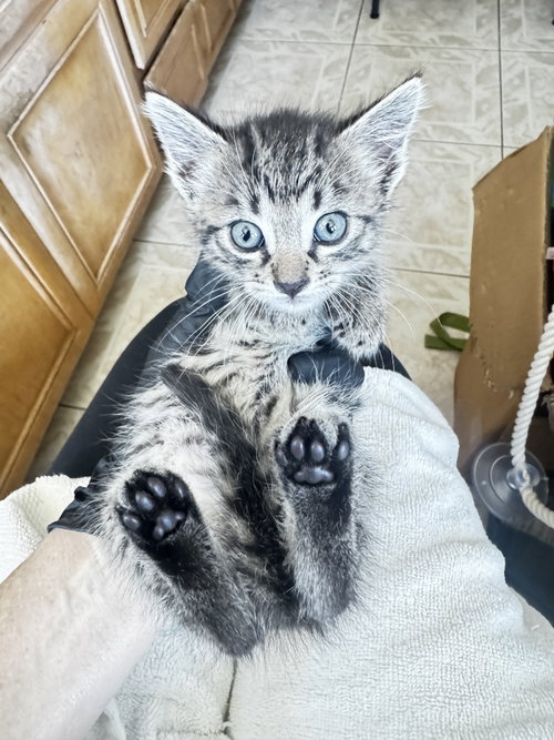 Anna, an adoptable Domestic Short Hair in Seal Beach, CA