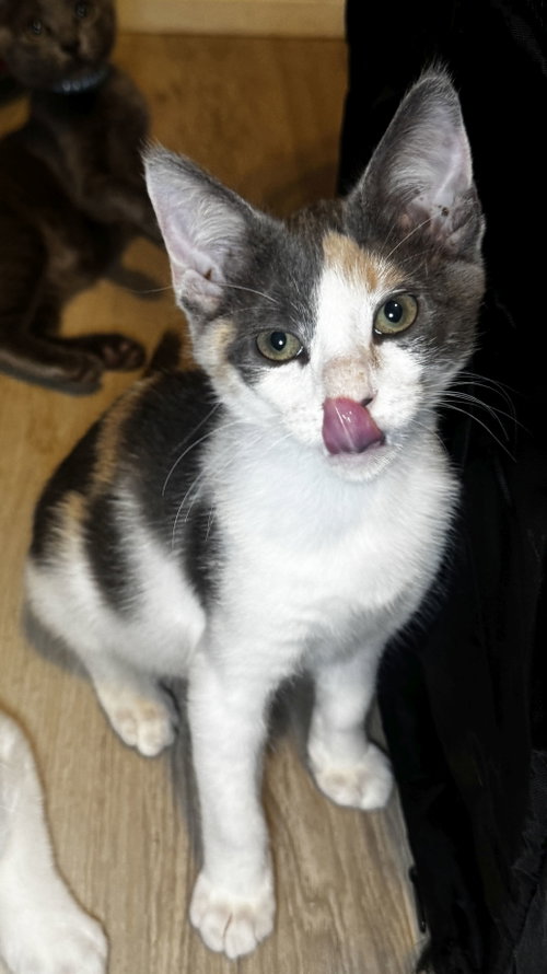 Mischief, an adoptable Dilute Calico in Seal Beach, CA