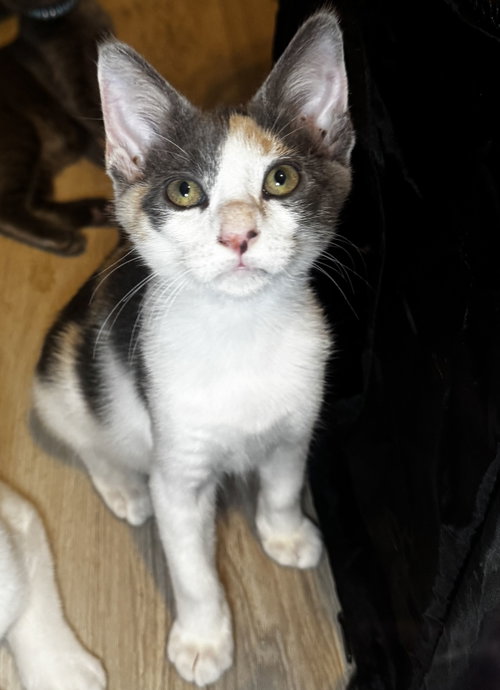 Mischief photo 2