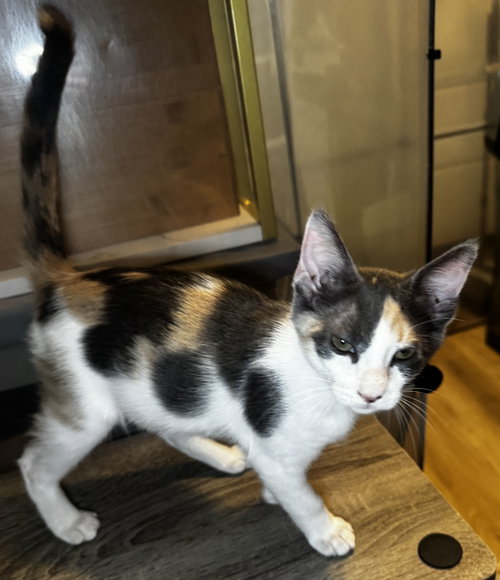 Mischief photo 4
