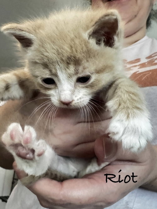 Riot