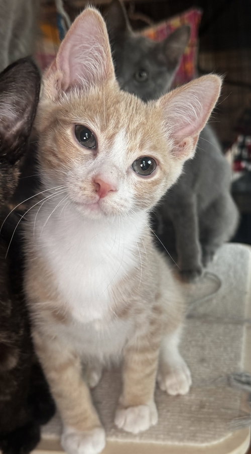 Riot, Baby Domestic Short Hair (short coat), cat for adoption in Torrance, California