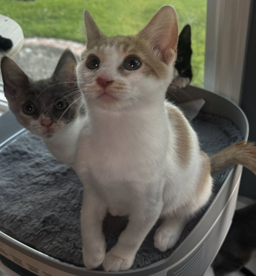 Ruckus, Baby Domestic Short Hair (short coat), cat for adoption in Torrance, California