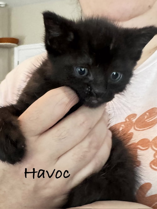 Havoc, an adoptable Domestic Short Hair in Seal Beach, CA