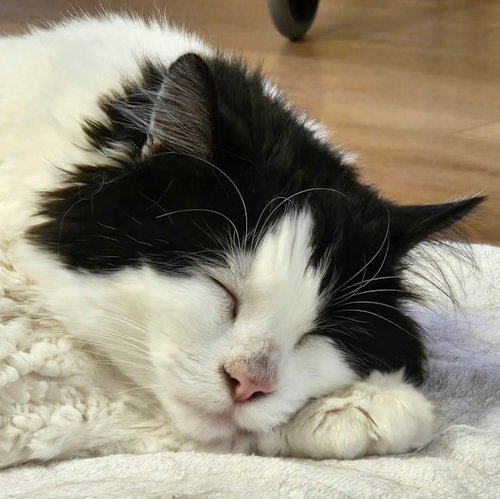 Theo, Norwegian Forest Cat, cat for adoption in Westminster, California