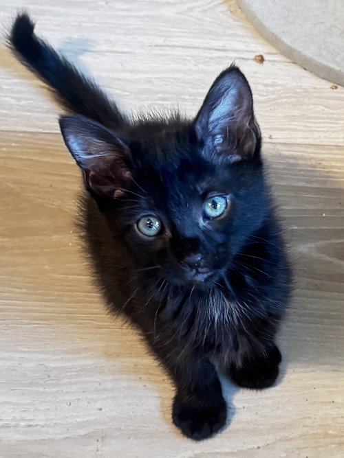 Spruce, Baby Domestic Medium Hair (medium coat), cat for adoption in Alhambra, California