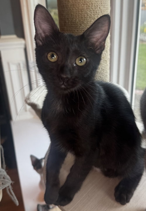 Spruce, Baby Domestic Medium Hair (medium coat), cat for adoption in Torrance, California