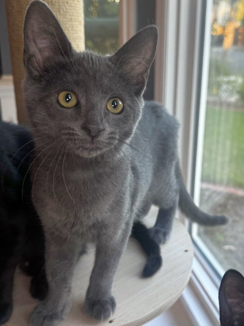 Dahlia, Baby Domestic Short Hair (short coat), cat for adoption in La Puente, California