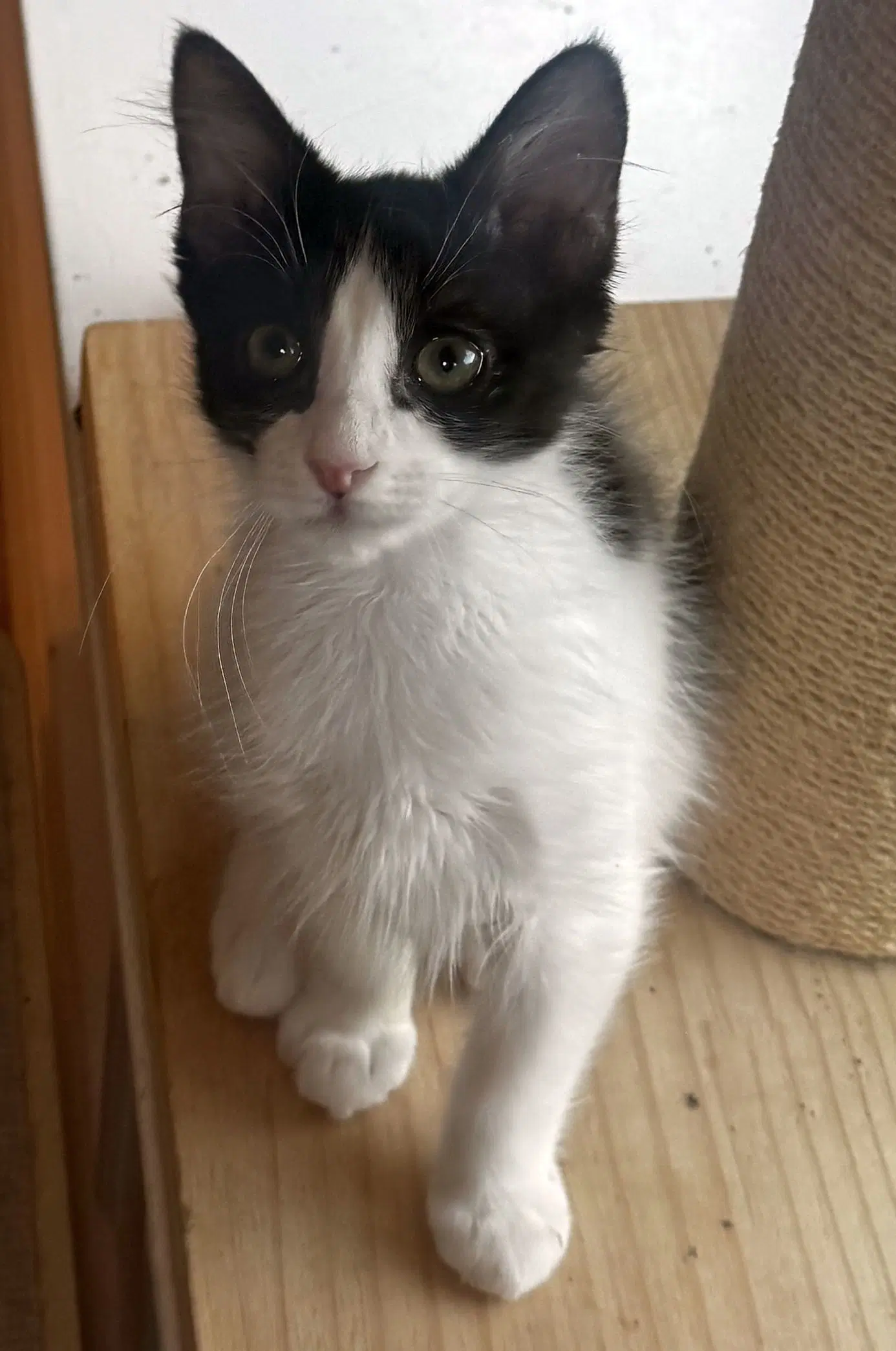 Birch - Domestic Long Hair