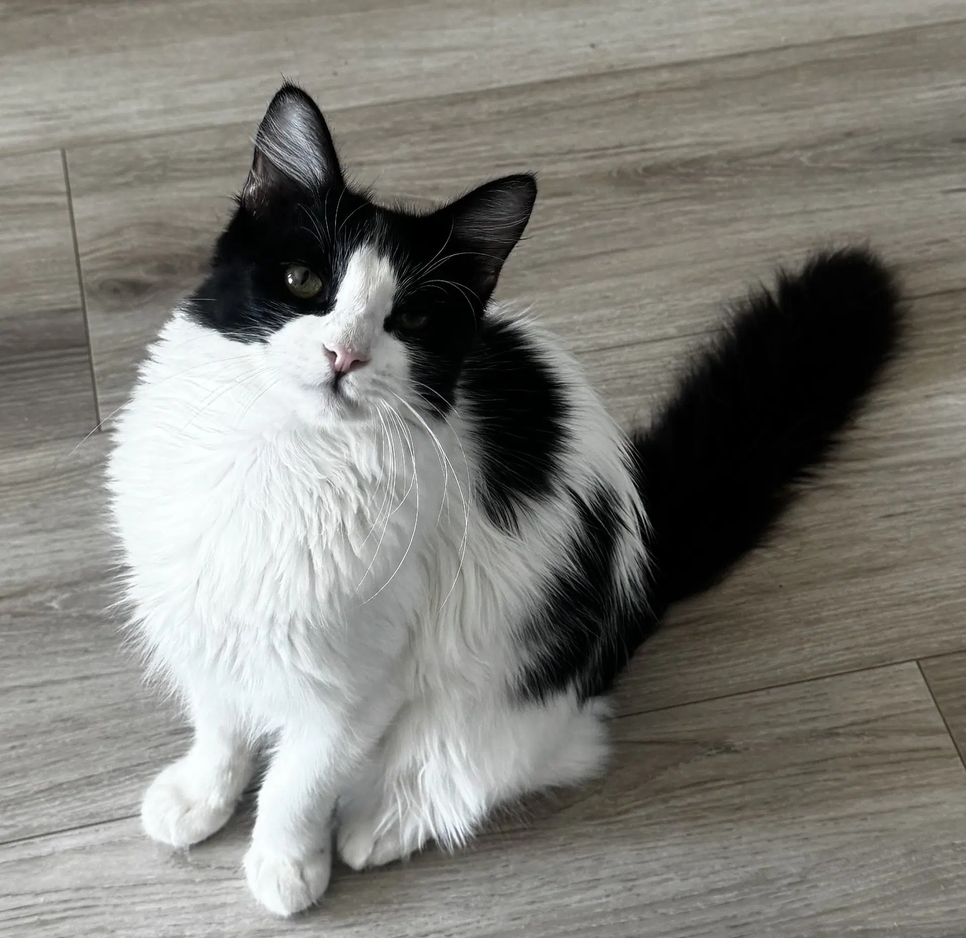 Birch - Domestic Long Hair