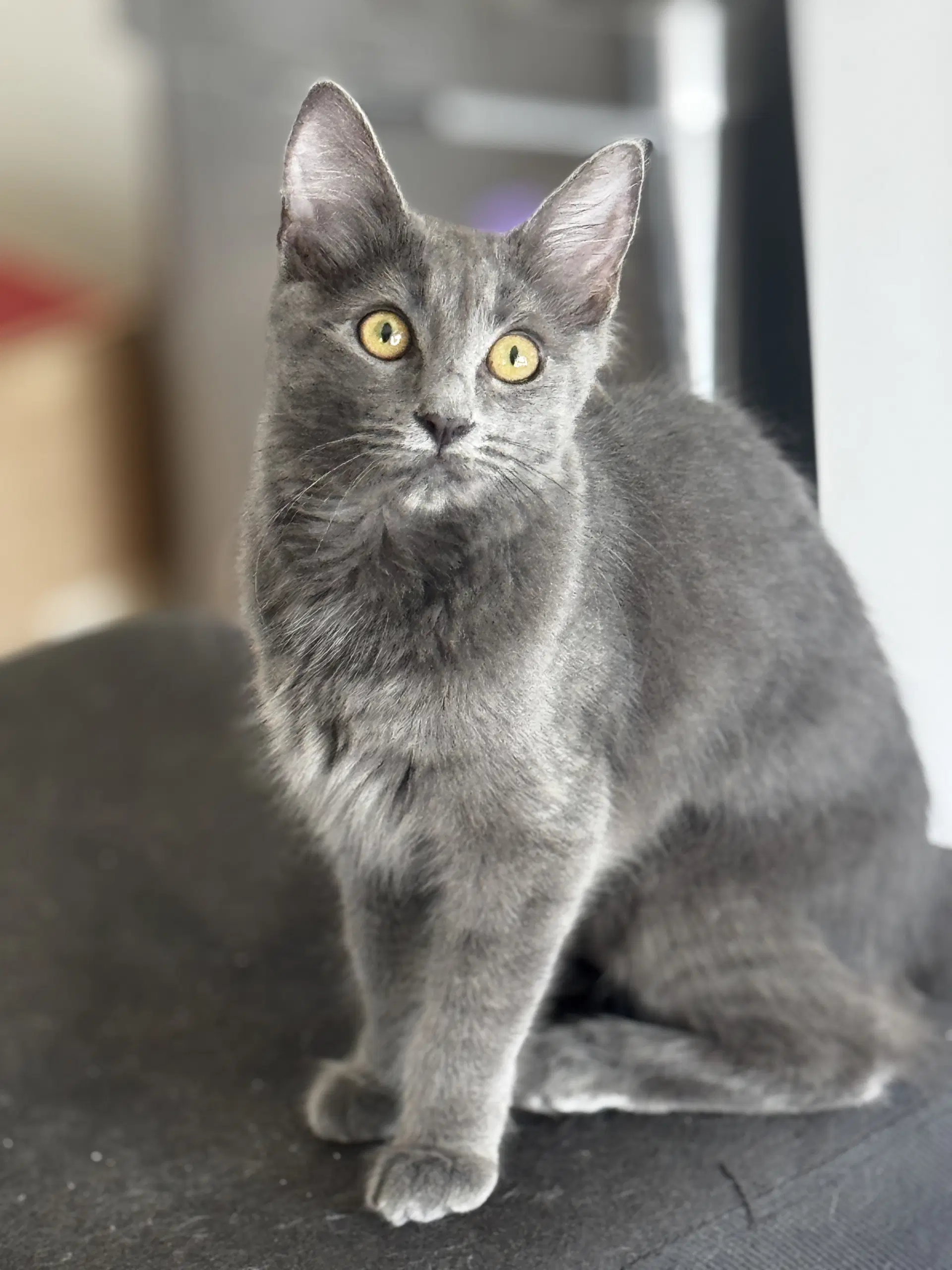 Petunia - Domestic Medium Hair