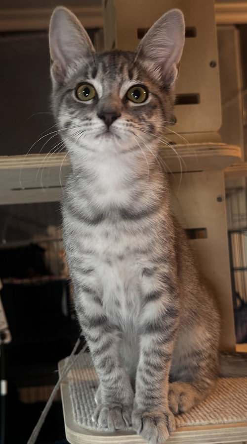 Violet, Baby Domestic Short Hair (short coat), cat for adoption in La Puente, California