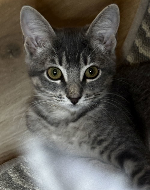 Iris, an adoptable Domestic Short Hair in Seal Beach, CA