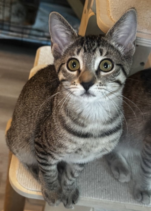 Marigold, an adoptable Domestic Short Hair in Seal Beach, CA
